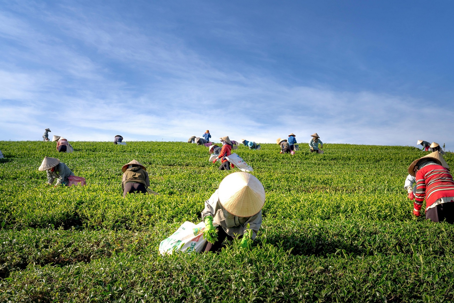 Agricultural trading operations