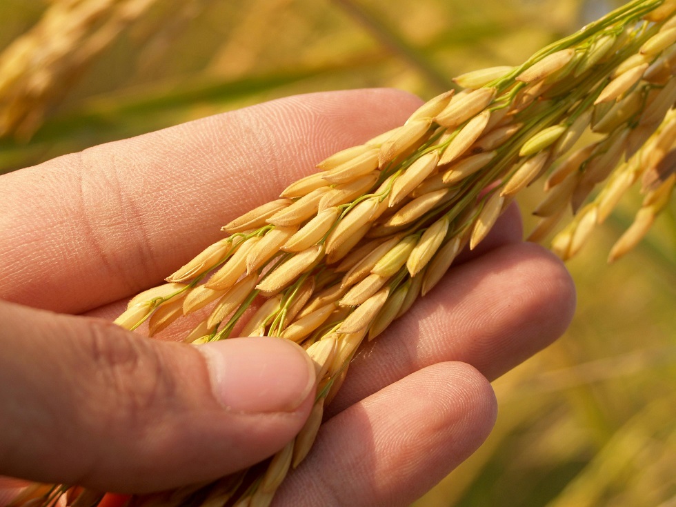 Quality Grains